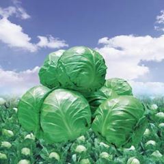 大面积蔬菜基地供应中甘21甘蓝