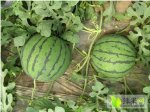 江苏响水大棚种植8424西瓜5月18日上市