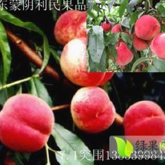 山东省蒙阴县岱崮镇“中华蜜桃第一镇”