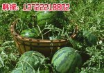 河北清苑京欣：蒋庄西瓜韩振