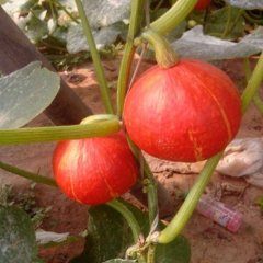 我是潍坊的大量南瓜上市了