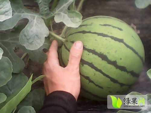 京欣价格