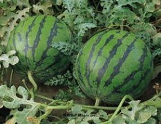 河南滑县大棚西瓜8424：慈州寨高省