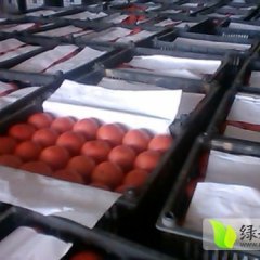 宁夏贺兰欧盾西红柿 果实外形美观，色泽好