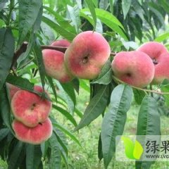 山东蒙阴蟠桃：桃曲镇孙宗华