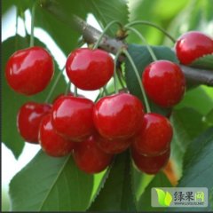 陕西礼泉大樱桃批发代购早大果车厘子