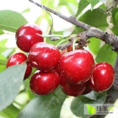 陕西礼泉美早樱桃5.20日左右开始上市