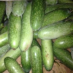 广西江洲毛节瓜欢迎各地老板联系详谈​