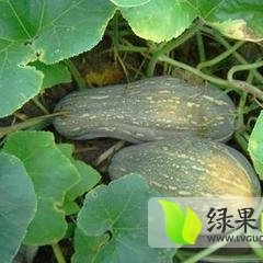 云南勐腊密本南瓜：磨憨王坤