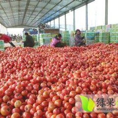 山东定陶本菜站代购代销硬粉西红柿