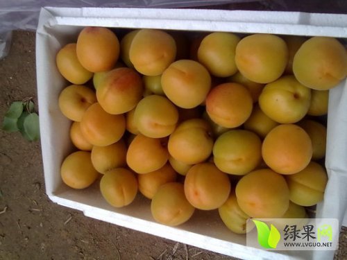金太阳杏价格