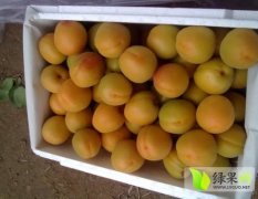 陕西大荔金太阳杏大量上市 ，金太阳杏出售