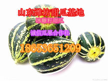 山东寒亭大量冰糖子甜瓜上市