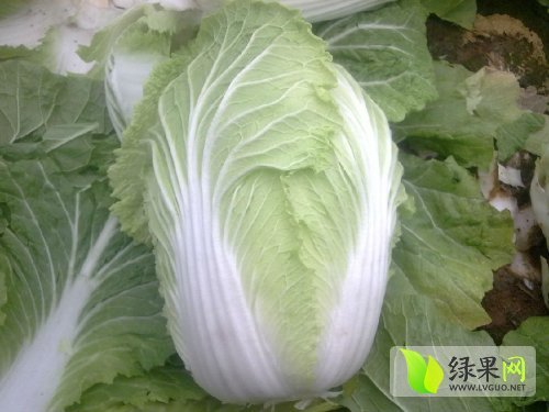 2014年山东平度菊锦价格