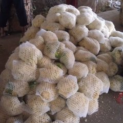 福建晋江白面青梗松花菜上市高峰期