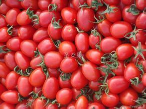 山东莘县圣女果【量大味美】品种