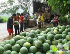 山东昌乐5月大棚西瓜供应