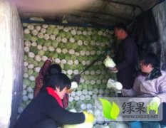 现冷库中两千吨优质北京新三号白菜