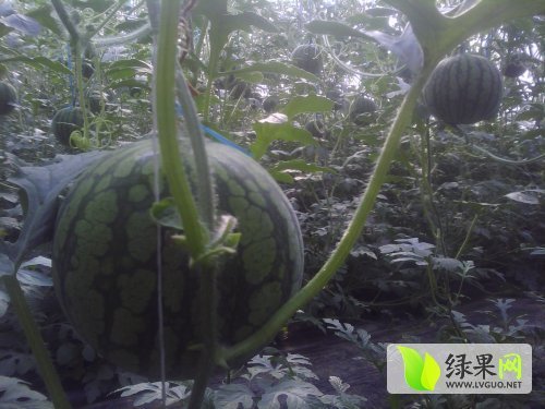 仁风富硒西瓜价格