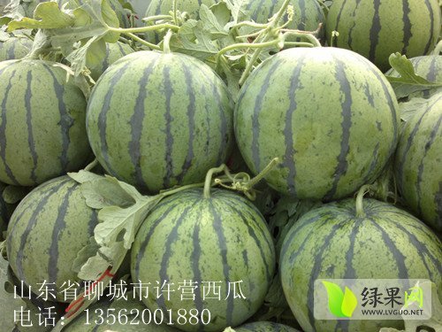 2014年山东东昌府京欣价格