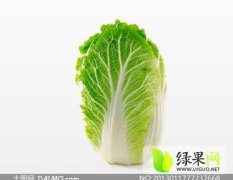 辽宁黑山春棚白菜：半拉门杨勇