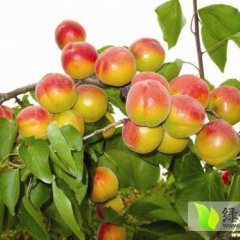 陕西大荔太平红杏