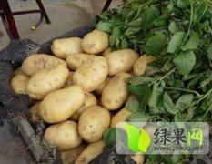山东泗水中暑丰收荷兰系列土豆大量上市