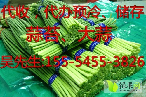 2014年山东单县蒜苔价格