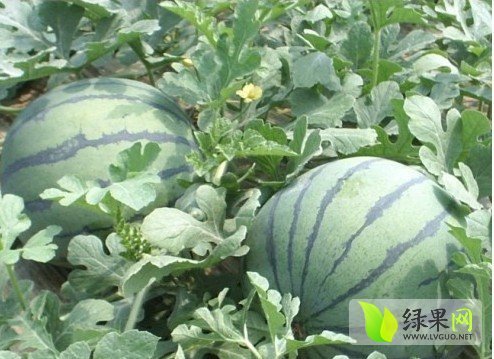 2014年山东昌乐京欣价格