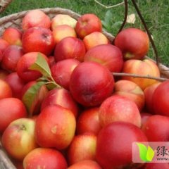 山东万亩油桃种植销售基地开始供应