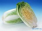 2014年山东莘县菊锦春白菜价格