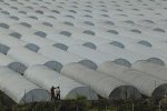 安徽怀远早佳8424大棚优质西瓜