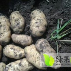 内蒙古鄂温克族荷兰806：巴彦托王明杰