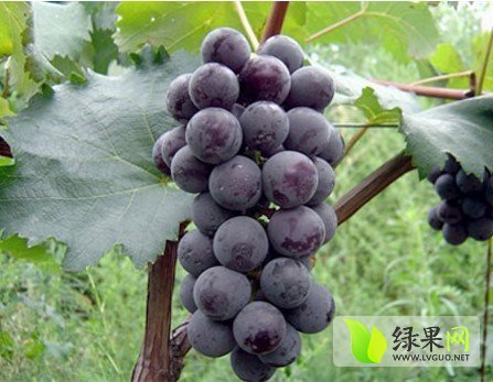 2014年云南宾川夏黑葡萄价格