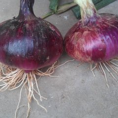 四川西昌紫皮洋葱：中坝乡黄世顺