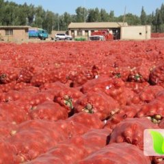 甘肃临泽黄皮洋葱：鸭暖乡杨立伟