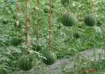 山东济阳仁风三个大棚富硒西瓜马上上市