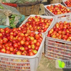 山东冠县大棚油桃生产基地