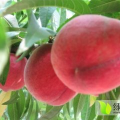 湖北宜城美脆桃6月-8月供应