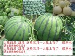山东费县京欣种植量大