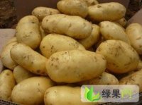 2014年露天土豆种植量比去年增多