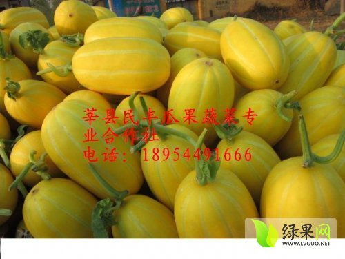 2014年山东莘县早雪价格