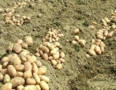 陕西土豆种植基地6月初开始供应