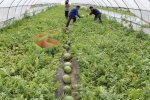 怀远大棚西瓜预计将在5月20全面上市