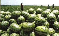 2014年山东费县京欣价格