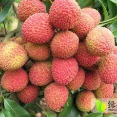 海南供应海南荔枝：王五镇孙国华