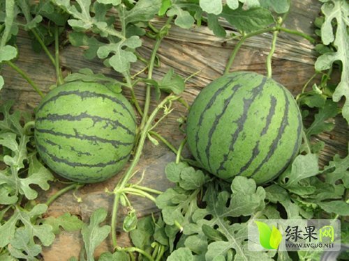 2014年江苏东台早春红玉价格