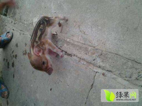 特种野猪价格
