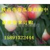 2014年陕西大荔中油5号价格