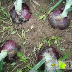 山东郯城紫皮洋葱：归昌樊杨硕